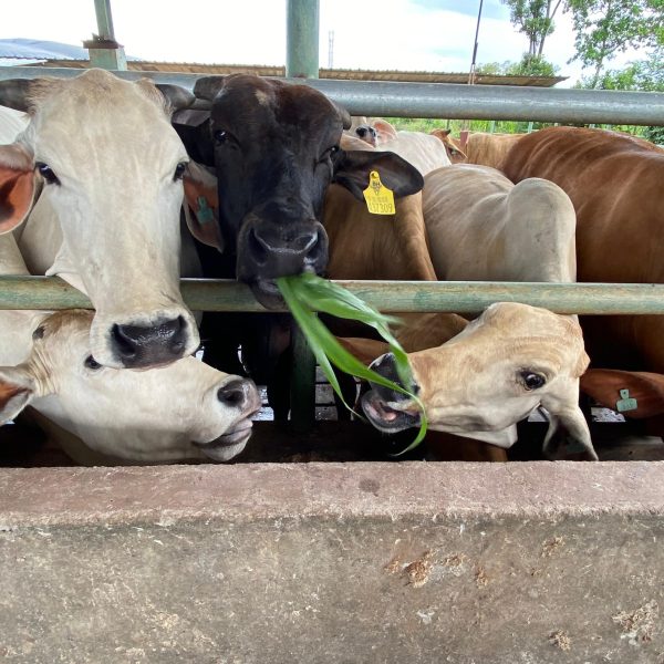 WhatsApp Image 2026-01-29 at 23.34.02 (5)